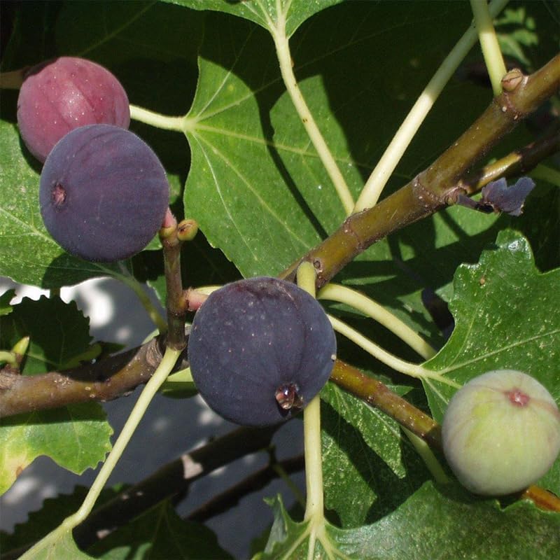 Violette de Bordeaux Fig Trees Live Plants – Set of 4 Starter Fig Plants – Compact, High-Yielding Variety with Rich, Sweet Fruit – Ideal for Containers and Small Gardens – Cold Hardy and Easy to Grow - style: Violette De Bordeaux