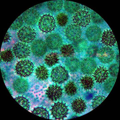 AmScope M500B-LED Cordless Monocular Compound Microscope, WF10x and WF20x