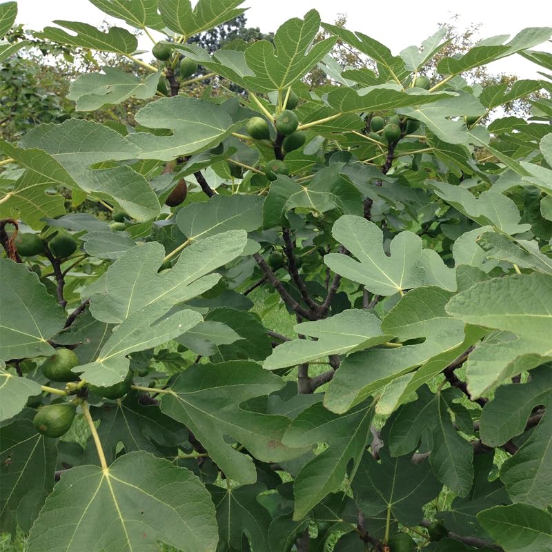 Violette de Bordeaux Fig Trees Live Plants – Set of 4 Starter Fig Plants – Compact, High-Yielding Variety with Rich, Sweet Fruit – Ideal for Containers and Small Gardens – Cold Hardy and Easy to Grow - style: Violette De Bordeaux