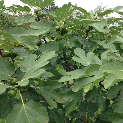 Violette de Bordeaux Fig Trees Live Plants – Set of 4 Starter Fig Plants – Compact, High-Yielding Variety with Rich, Sweet Fruit – Ideal for Containers and Small Gardens – Cold Hardy and Easy to Grow - style: Violette De Bordeaux