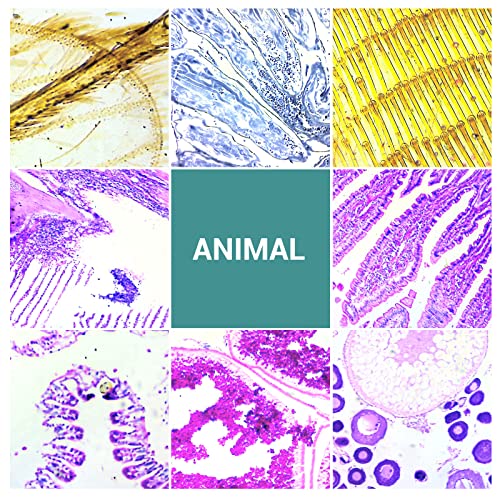 100Pcs Prepared Microscope Slides with Specimens for Kids Science Learning