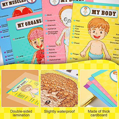 Outus 4 Pcs Human Body Parts Posters for Kids, 11 x 17 Inch