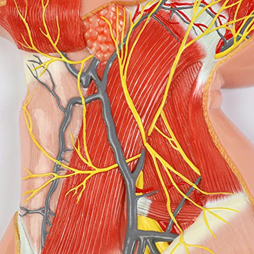 Axis Scientific Human Neck with Muscles, Nerves