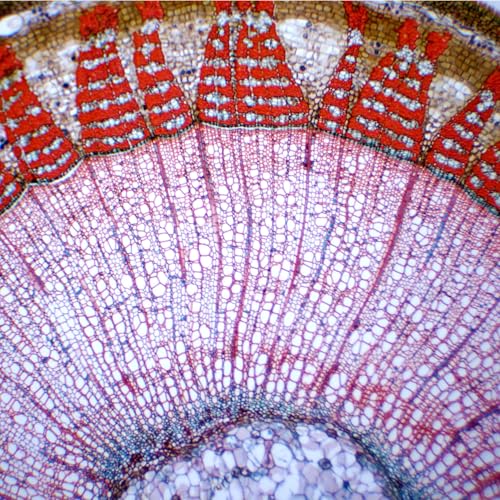 Eisco - 10 Pack Prepared Microscope Slides of Tilia Stem Cross Section 1-Year Dicot 25x77mm Glass for Structure-Function Study in Storage Box