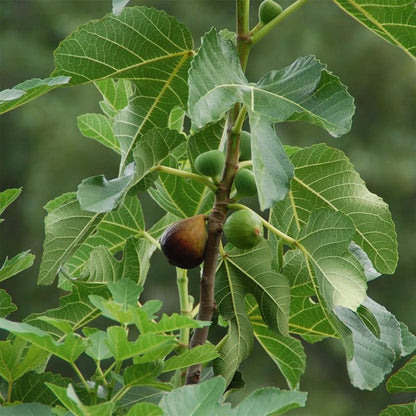 Celeste Fig Plant (4 Pack) | Live Fruit Plant for Planting | Sweet & Juicy Figs for Fresh Eating & Drying | Cold-Hardy & High-Yielding Tree | Perfect for Organic Gardens & Sustainable Living - style: Celeste