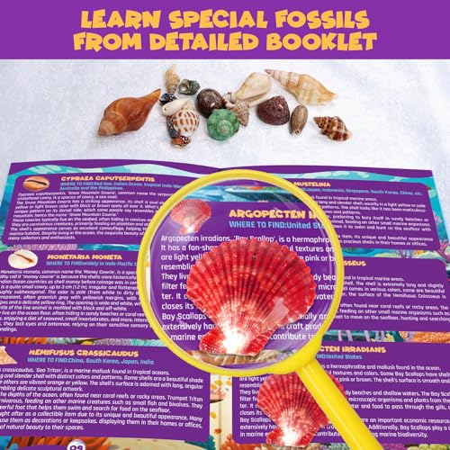 PIBEX Ocean Fossil Dig Kit, 20+ Real Shells & Seasnails, Sea Creature Toy - size: Ocean World (20+ Fossils)