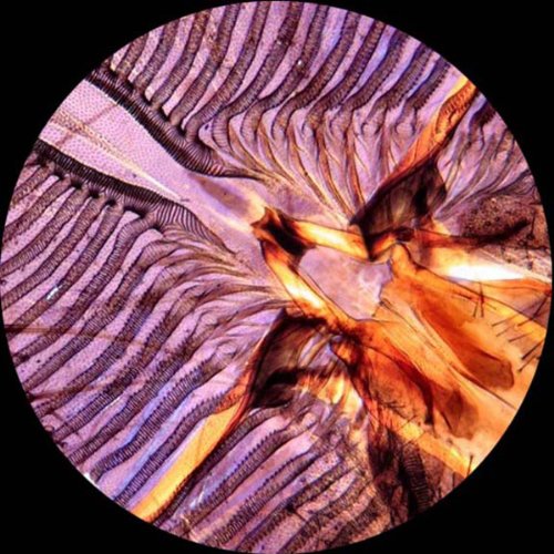 AmScope M149B Compound Monocular Microscope, WF10x and WF20x Eyepieces