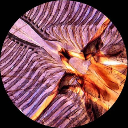 AmScope M149B Compound Monocular Microscope, WF10x and WF20x Eyepieces