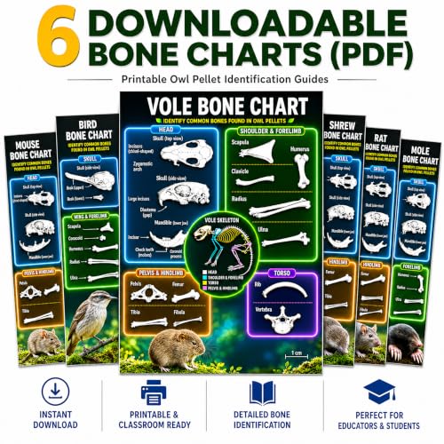 ES EVVIVA SCIENCES Owl Pellet Kit - Dissect 4 Real Owl Pellets w/Tools & PDF Bone Charts - Science Education Kit for Ages 15+ - Hands-On Animal Biology Science Lab Activity - Includes Owl eBook