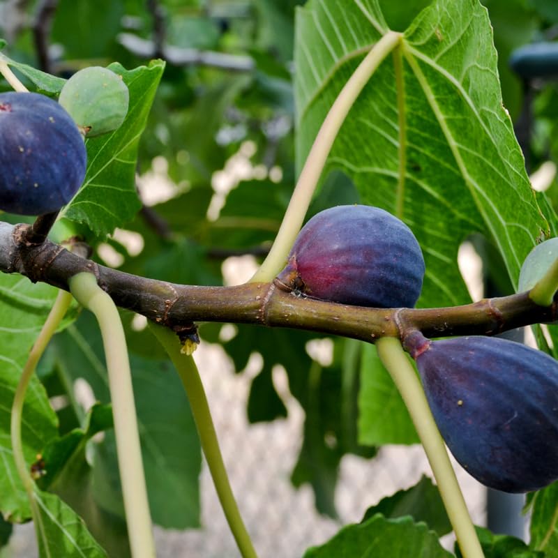 Black Mission Fig Plant (4 Pack) | Live Fruit Plant for Planting | Grow Your Own Sweet & Juicy Figs at Home | Easy to Grow & High-Yielding Tree | Perfect for Fresh Eating, Drying & Organic Gardening - style: Black Mission