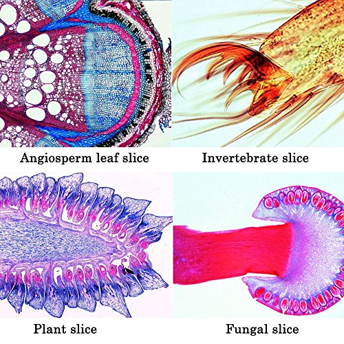 Jiusion 25Pcs Prepared Microscope Slides Set with Fitted Wooden Case