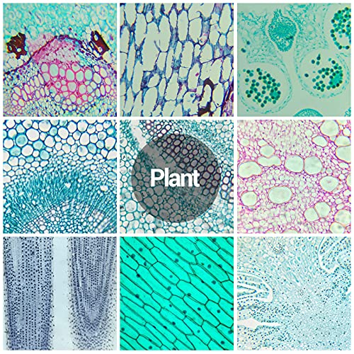 60 Microscope Slides with Specimens for Kids, Prepared Microscope Slides for Kids Microbiology, Prepared Microscope Slides for Adults - size: 60pcs