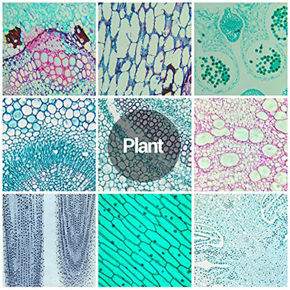 60 Microscope Slides with Specimens for Kids, Prepared Microscope Slides for Kids Microbiology, Prepared Microscope Slides for Adults - size: 60pcs