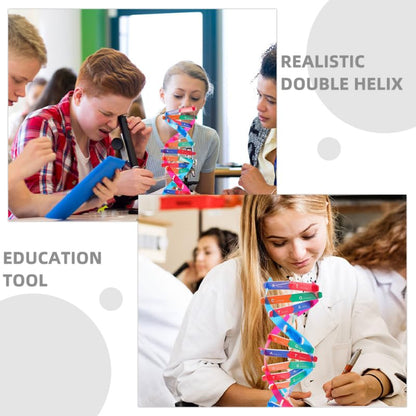 DNA Model Kit 3Pcs DIY Double Helix Molecular Model for Biology