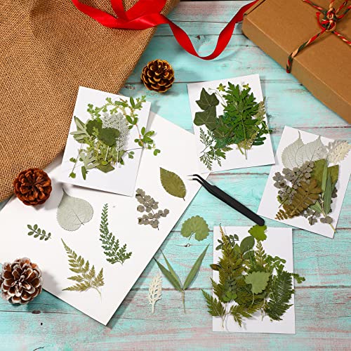 Timtin 84 Pcs Dried Pressed Leaves Flowers for Resin, Vivid - color: Vivid Style