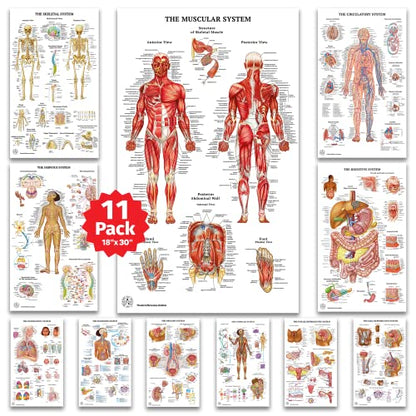 11 Human Anatomy Posters for Walls 18x30 - Medical Posters - Health Posters
