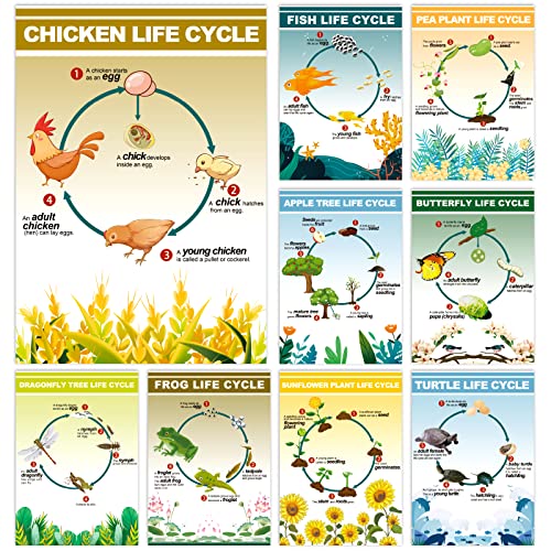 9 Pieces Science Biology Posters Biology Life Cycles Bulletin Board Charts