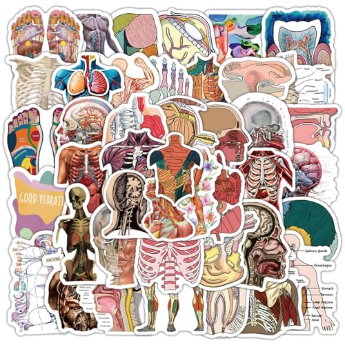 100PCS Cool Anatomy Stickers, Biology Anatomy Human Stickers - style: Anatomy Stickers