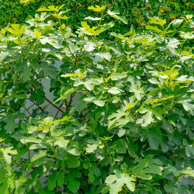 Chicago Hardy Fig Plant (4 Pack) | Live Fruit Plant for Planting | Cold-Hardy & High-Yielding Tree | Grow Your Own Sweet & Juicy Figs at Home | Perfect for Fresh Eating, Drying & Organic Gardening - style: Chicago Hardy