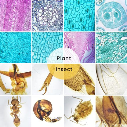 120 Prepared Microscope Slides with Specimens,Glass Slides for Microscope,Prepared Slides Microscope,Microscope Slide Preparation Kit for Biology Science Classes - size: 120 pcs
