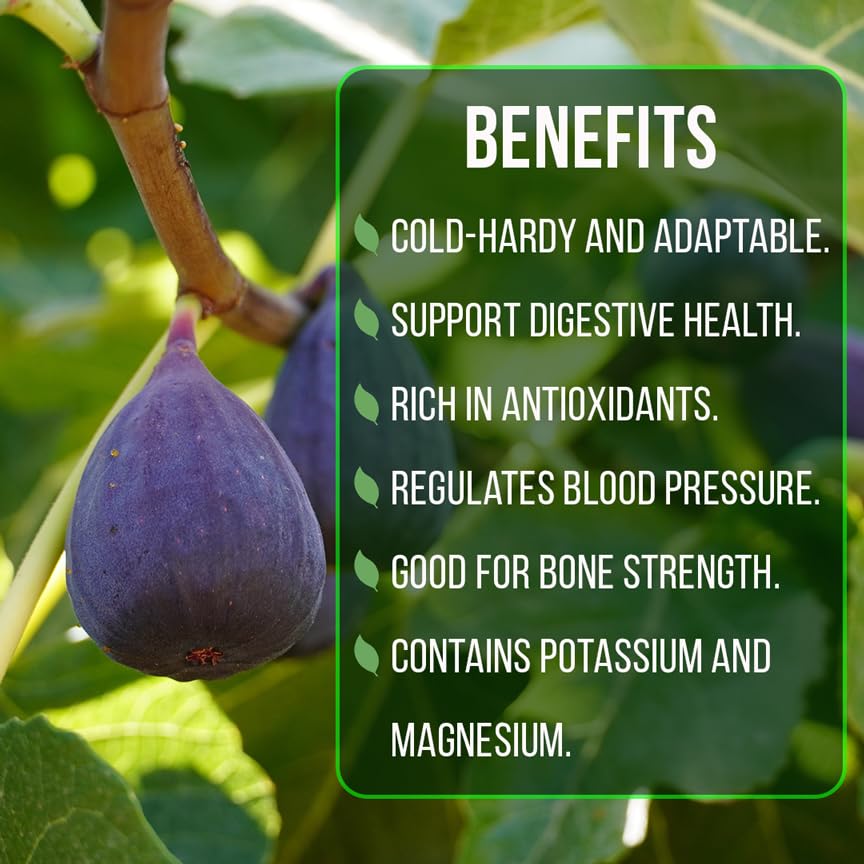 Chicago Hardy Fig Plant (4 Pack) | Live Fruit Plant for Planting | Cold-Hardy & High-Yielding Tree | Grow Your Own Sweet & Juicy Figs at Home | Perfect for Fresh Eating, Drying & Organic Gardening - style: Chicago Hardy