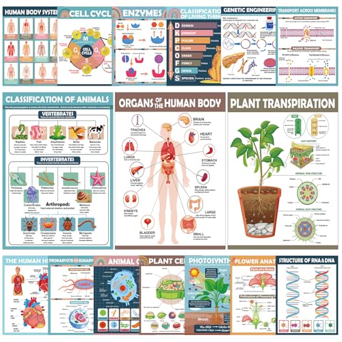 16Pcs Boho Science Posters Classroom Supplies Life Science Biology Poster for Classroom High School Education Biology Life Science Charts for Teachers Office School Education Bulletin Board Wall Decor - color: Boho