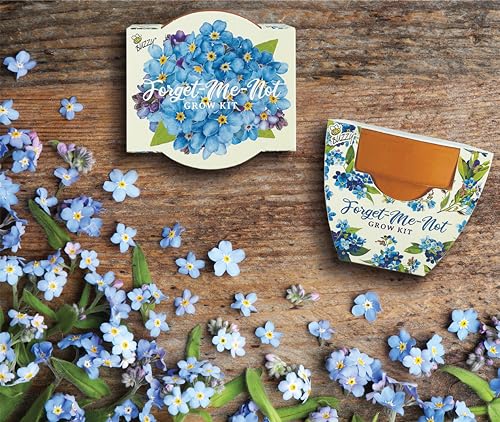 BUZZY Seeds Forget-Me-Not Grow Kit 12-Pack, Terracotta Pots, Daydream - color: 12pk Forget-me-not
