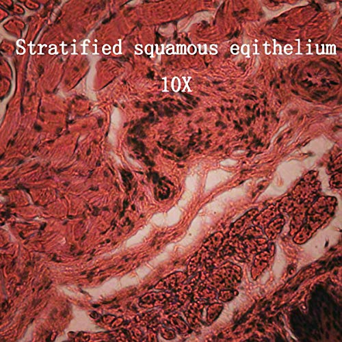 BoliOptics 25 Prepared Microscope Slides Human Biology Specimen Set Human Anatomy Organ Tissue Cells for Students Hobbyists Beginners Kids Homeschool Medical School, SL39901005
