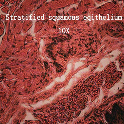 BoliOptics 25 Prepared Microscope Slides Human Biology Specimen Set Human Anatomy Organ Tissue Cells for Students Hobbyists Beginners Kids Homeschool Medical School, SL39901005