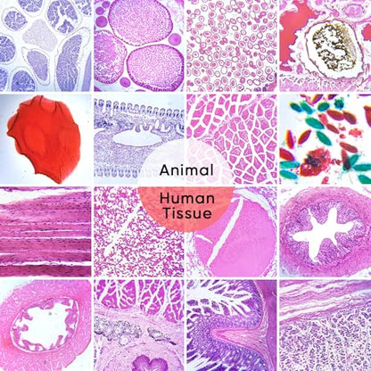120 Prepared Microscope Slides with Specimens,Glass Slides for Microscope,Prepared Slides Microscope,Microscope Slide Preparation Kit for Biology Science Classes - size: 120 pcs