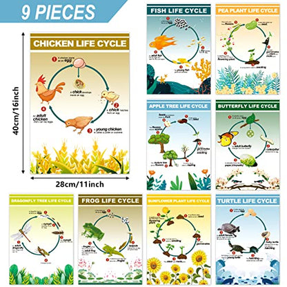 9 Pieces Science Biology Posters Biology Life Cycles Bulletin Board Charts