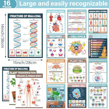 Yiaoyinnz 16Pcs Boho Biology Science Posters for Classroom - color: boho