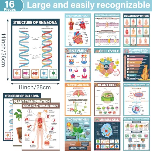 Yiaoyinnz 16Pcs Boho Biology Science Posters for Classroom - color: boho