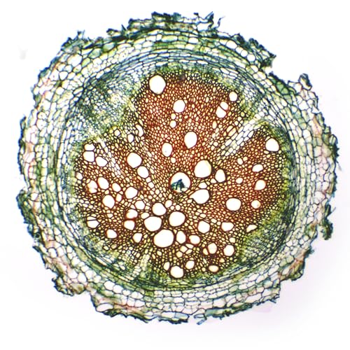 Eisco - Prepared Microscope Slide of Herbaceous Roots Cross Section 25x77mm Glass Slide with Stained Plant Tissue Structures