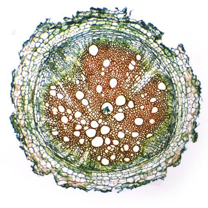 Eisco - Prepared Microscope Slide of Herbaceous Roots Cross Section 25x77mm Glass Slide with Stained Plant Tissue Structures