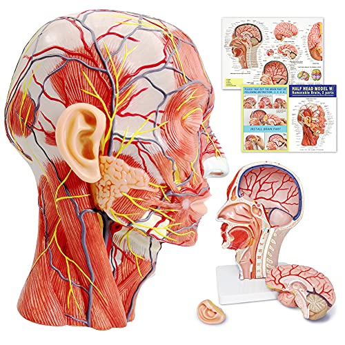 Human Half Head Superficial Neurovascular Musculature Model with Brain - style: Model with Removable Brain