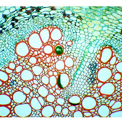 AmScope OMAX MD827S30 3MP Digital Integrated Microscope, Halogen - style: MD827S30