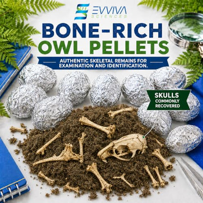 ES EVVIVA SCIENCES Owl Pellet Kit - Dissect 30 Mostly Small Real Owl Pellets w/Tools & PDF Bone Charts - Science Education Kit for Ages 15+ - Hands-On Animal Biology Science Lab Activity