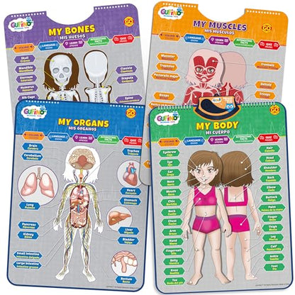 Bilingual Human Body Model for Kids - Interactive Human Anatomy Poster - color: Human Body