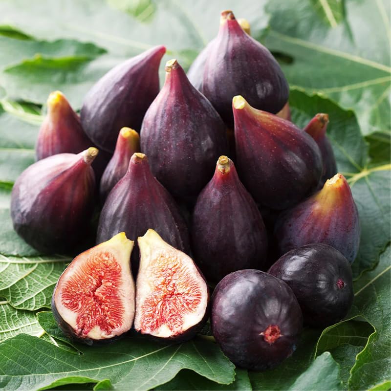 Celeste Fig Plant (4 Pack) | Live Fruit Plant for Planting | Sweet & Juicy Figs for Fresh Eating & Drying | Cold-Hardy & High-Yielding Tree | Perfect for Organic Gardens & Sustainable Living - style: Celeste