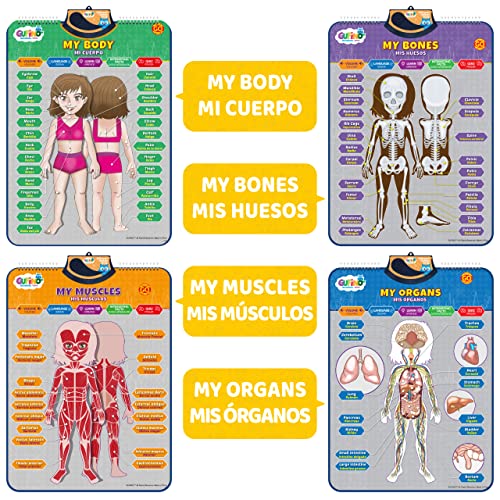 Bilingual Human Body Model for Kids - Interactive Human Anatomy Poster - color: Human Body