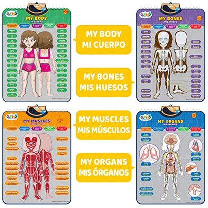 Bilingual Human Body Model for Kids - Interactive Human Anatomy Poster - color: Human Body