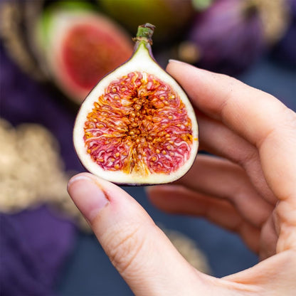 Violette de Bordeaux Fig Trees Live Plants – Set of 4 Starter Fig Plants – Compact, High-Yielding Variety with Rich, Sweet Fruit – Ideal for Containers and Small Gardens – Cold Hardy and Easy to Grow - style: Violette De Bordeaux