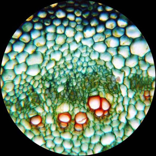 AmScope M149B Compound Monocular Microscope, WF10x and WF20x Eyepieces