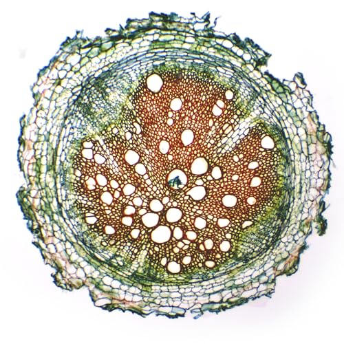 Eisco - 10 Pack Prepared Microscope Slides of Herbaceous Root Cross Section 25x77mm Glass Slides Stained for Plant Tissue Study