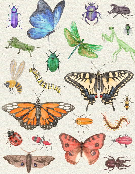 Science and Nature Journal: Insect Rainbow: Two-thirds blank, one-third lined notebook for science drawings and narrations.